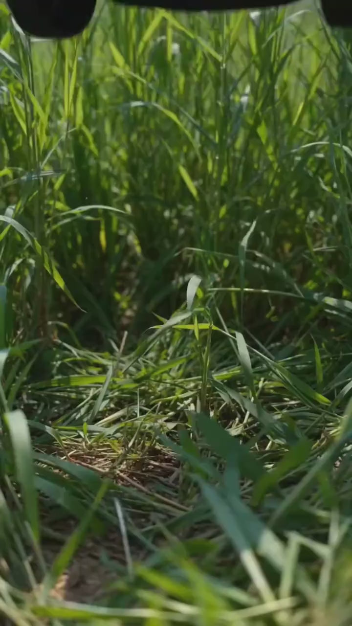 Podadora inalámbrica en acción cortando pasto y maleza del jardín sin cables